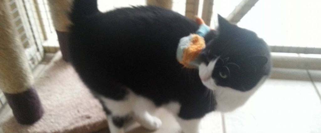 Cat Playing