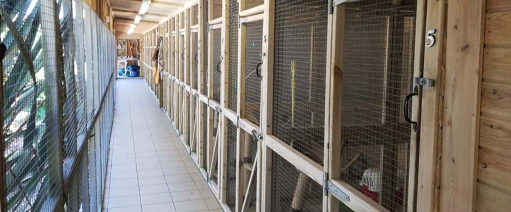 Cattery Indoors